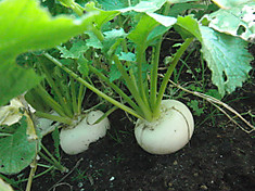 Cimg3398_10