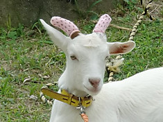 Photo_2