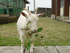 Cimg3489_5