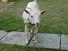 Cimg3490_2